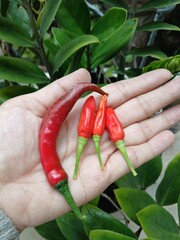 Close-Up of Fresh Red Chili Peppers in Hand