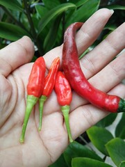 Close-Up of Fresh Red Chili Peppers in Hand
