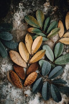 Yellowing and green compound leaves on a slender stem, scattered across a weathered rock surface. Concept Yellowing leaves, Green compound leaves, Slender stem, Weathered rock surface