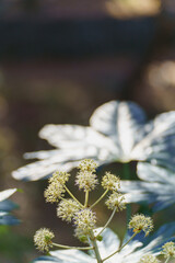 ヤツデ・秋に咲くヤツデの花・Japanese Aralia