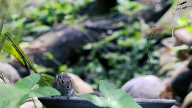 Cute striped palm squirrel eating rice on a feeder in a lush green garden with blurred background