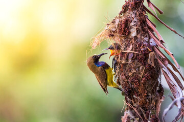 Olive-backed sunbird of Parent Bird Feeding Hungry Chick in a Hanging Nest of Thailand