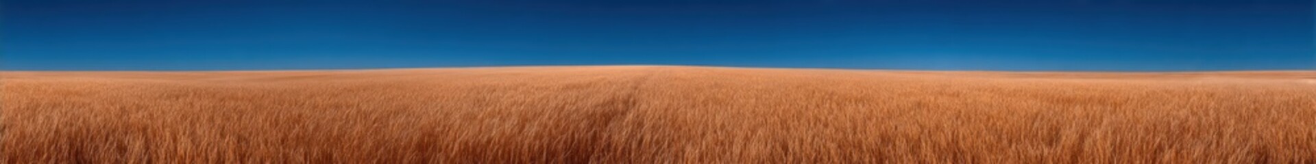 Vast golden wheat field under a clear blue sky.