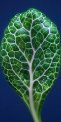 Detailed view of a vibrant green leaf's intricate vascular system.