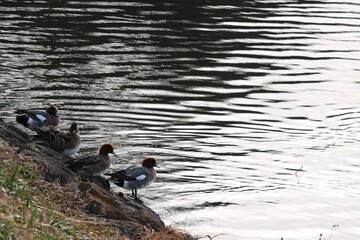 岸辺にカモが並んでいます　冬の公園