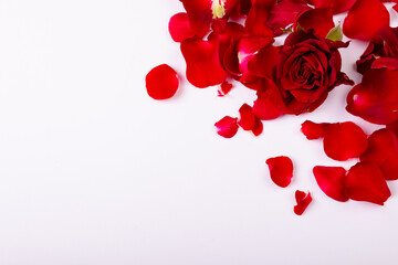 Overhead view of fresh red rose and petals with copy space on white background