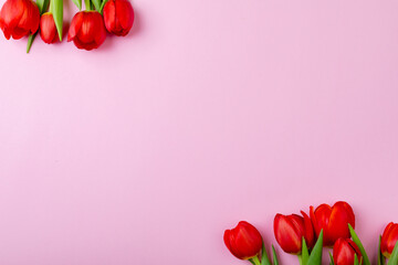 Directly above view of fresh red tulip flowers with copy space over pink background © wavebreak3
