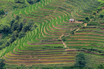 Dong Van rice fields are stunning, terraced paddies within Vietnam's majestic Dong Van Karst...