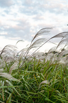 Silver grass swaying in the wind under cloudy autumn sky