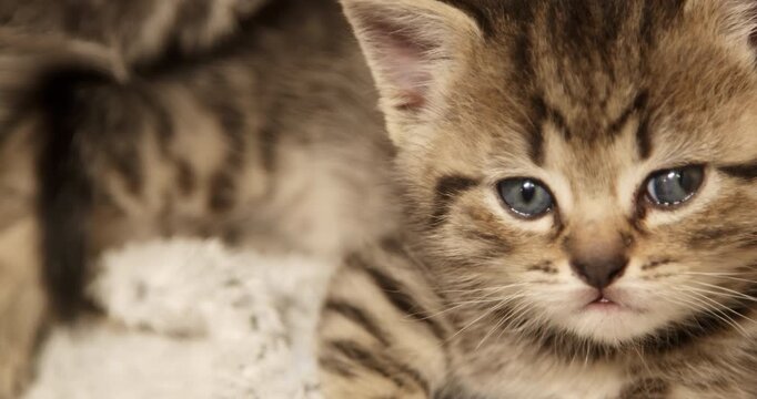 Bright-eyed striped kitten gazes around with curious dreamy look showing soft gentle charm. Calm tabby kitten explores surroundings with wide expressive gaze