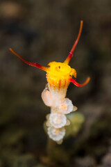 Close-up of thismia arachnites is rare and mycoheterotrophic fungus-like organism in soil of Thailand
