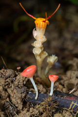 Close-up of thismia arachnites is rare and mycoheterotrophic fungus-like organism in soil with champagne mushrooms of Thailand
