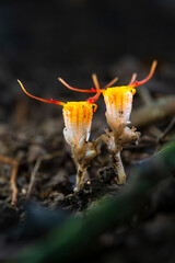 Close-up of thismia arachnites is rare and mycoheterotrophic fungus-like organism in soil of Thailand
