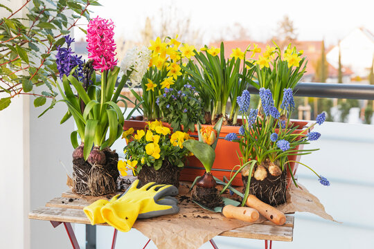 Urban balcony spring flower planting with garden gloves and tools
