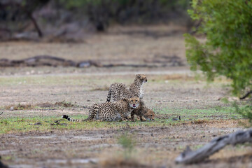 Three cheetahs are drinking water © Jurgens