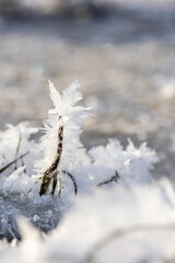 A detailed macro photograph of delicate snow crystals,