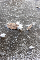 A detailed macro photograph of delicate snow crystals,