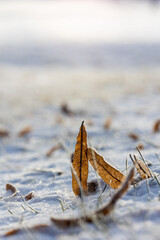 A detailed macro photograph of delicate snow crystals,