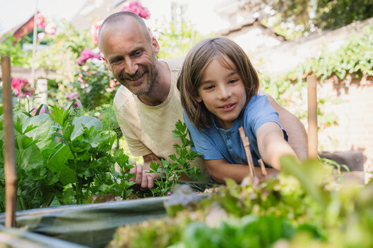 Father and son gardening together in summer vegetable garden