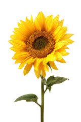 Obraz premium Vibrant Sunflower with Bright Yellow Petals and Green Stem Isolated on Transparent Background