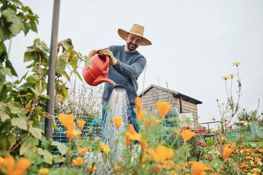 Person watering flowers with rain water on a UK allotment