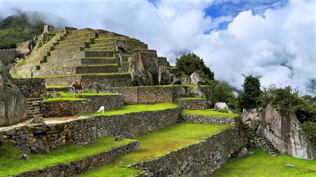 Machu Picchu highlands Llamas Alpaca animals feeding tourist circuit landscape sunny fog cloudy morning Peru Per&uacute; terrace layers Inca rainy season Peruvian Andes Temple Sanctuary lush green jungle