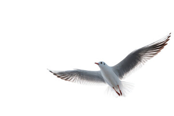A white bird with red feet and a black beak flying in the air