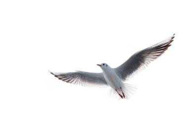 A white bird with red feet and a black beak flying in the air