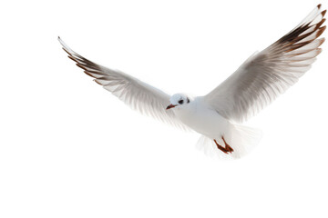 Fototapeta premium A white bird with black wings is flying in the air