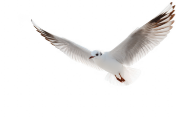 A white bird with black wings is flying in the air