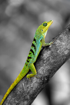 Anolis roquet, also called Martinique anole, Martinique's anole, or savannah anole, is a species of anole lizard. It is endemic to the island of Martinique, located in the Caribbean Lesser Antilles. C