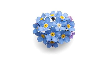 Beautiful Vibrant Blue Forget Me Not Blossoms Isolated on Clean White Background