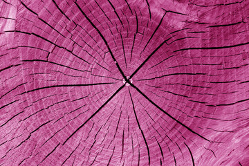 Old tree trunk cut texture in pink tone