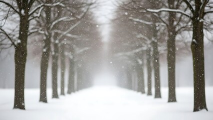 Snow falling on tree lined path with bare trees and snow covered ground winter