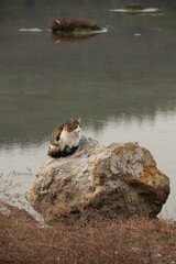 Cat seeting on the rock