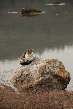 Cat seeting on the rock