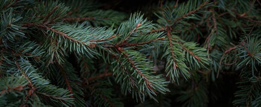 The Evergreen Pine Branches Close-Up Showing Lush Needles and Natural Texture - Powered by Adobe