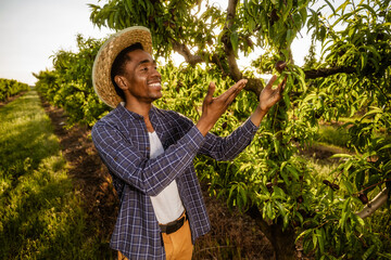 Portrait of african-american farmer in his orchard. He is cultivating and examining plum.
