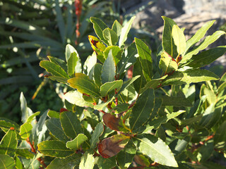 Laurus nobilis branch and leaves. Nature and background for design. 