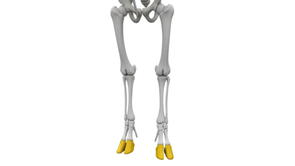Bovine Skeleton Hind Legs and Hooves