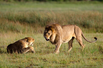 Fototapeta premium Lion