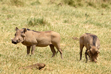 Fototapeta premium Phacochère commun
