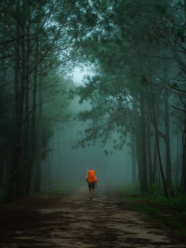 Female hiker with a bright backpack, against a green forest backdrop, hiking along a nature trail in dense forest, lined with tall trees on both sides.