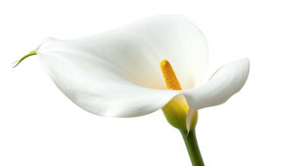 Isolated white flower with yellow center and green stem against black