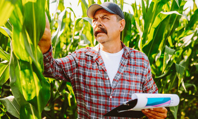 An experienced farmer in cap and a plaid shirt stands in a cornfield with clipboard. Agronomist, holding clipboard with notes, works and inspects tall plants. Concept of agriculture, business.