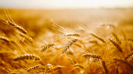 Ears of golden wheat sway in the sunset light in a farm field. Tranquil atmosphere. Background...