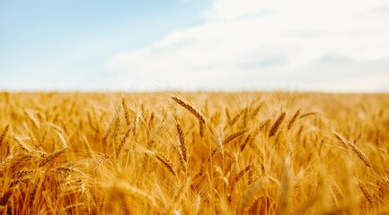 Ears of golden wheat sway in the sunset light in a farm field. Tranquil atmosphere. Background...