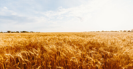 Ears of golden wheat sway in the sunset light in a farm field. Tranquil atmosphere. Background image. Concept of a bountiful harvest.