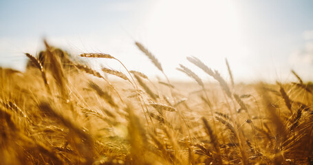 Ears of golden wheat sway in the sunset light in a farm field. Tranquil atmosphere. Background image. Concept of a bountiful harvest. © maxbelchenko