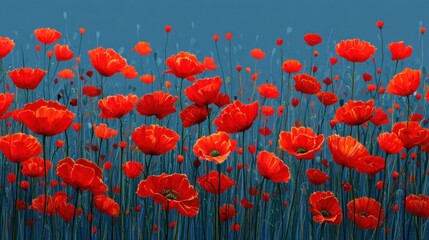 Fototapeta premium A large number of red poppies are growing in a field. The flowers stand tall with green stems against a bright blue sky. It is spring and the flowers are blooming vibrantly.